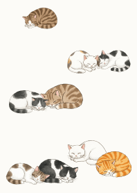 แมวหลับทั้งวัน10