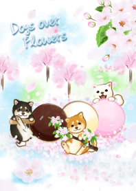Dogs over Flowers15( river bank, cherry)