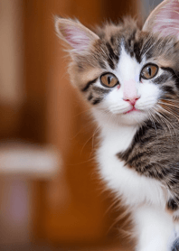 Nyanko Runaway#bdiah230