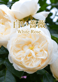 「白い薔薇」のきせかえ