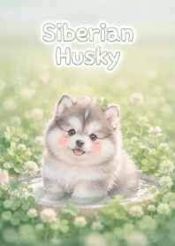 Lovely Siberian Husky In Clover