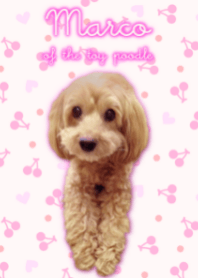 Marco of the toy poodle / real ver.