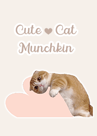 Cute cat Munchkin Theme