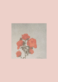 simple and basic rose /pink/