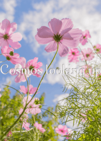 見上げるコスモス ver.3