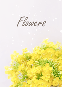 Gentle and refreshing blossoms4