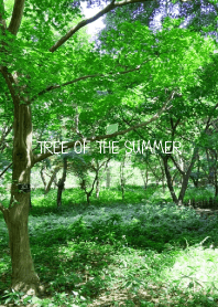 TREE OF THE SUMMER - MEKYM 21