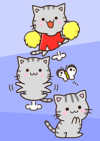 American shorthair cat