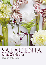SALACENIA with Gerbera