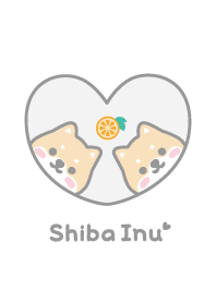 Shiba Inu Orange - White
