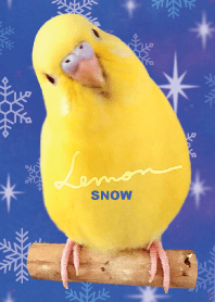 セキセイインコ レモン "雪"