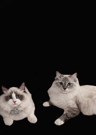 布偶貓 米斯蘭達&Lesedi 黑色 修訂版