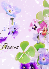 Viola flowers sway lightly16.