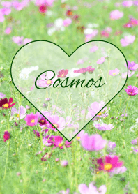--- Cosmos --- 26