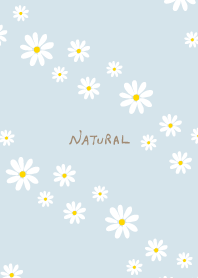 Daisy diagonally from Japan