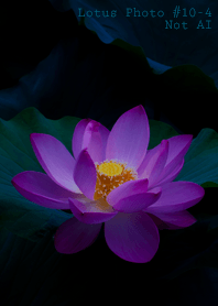 Lotus Photo #10-4Not AI