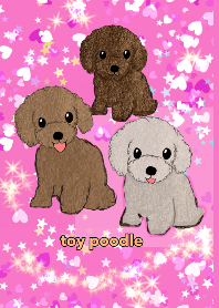 toy poodle three