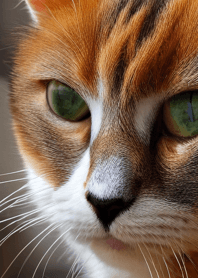 Cats Run Wild #CIWN09