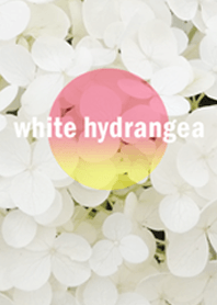 紫陽花 hydrangea(pink)