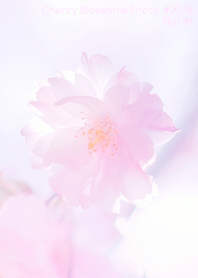 CherryBlossoms Photo#20-18Not AI