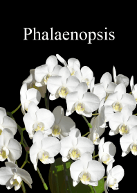"Phalaenopsis vol.2" theme
