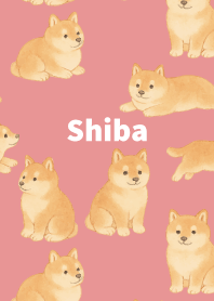 Chubby Shiba Inu on light pink