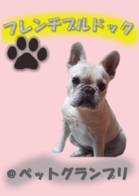 フレンチブルドック ＠ペットグランプリ