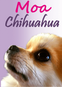 Chihuahua -Moa-