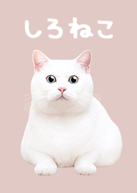 しろねこ - ピンクベージュ