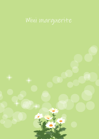 January's birth flower,Mini marguerite