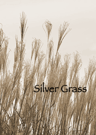 Silver grass