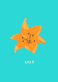 Lily flower