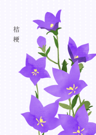 【運気アップ】桔梗 -キキョウ-