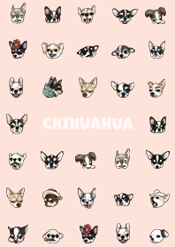 chihuahua2 - peach pink