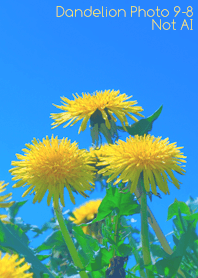 Dandelion Photo 9-8Not AI