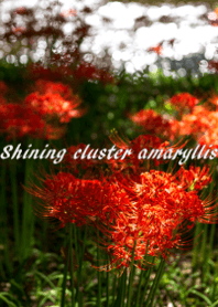 Shining cluster amaryllis ver.2