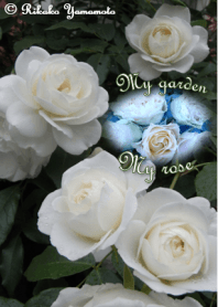 My garden, My rose_Iceberg_2