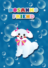 [toy poodle/white] AQUA