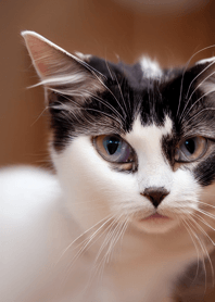 แมววิ่ง Wild #CSVAC19