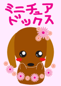 ミニチュアダックスちゃん！
