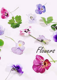 Viola flowers sway lightly2.