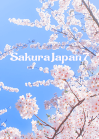 Sakura Japan 7
