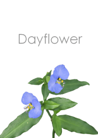 Dayflower ~露草~