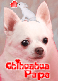 Chihuahua Papa @Cute dog