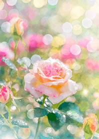 薔薇(バラ)の花の着せかえ(R2779)