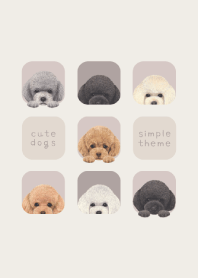 DOGS - Toy poodle - BROWN GRAY