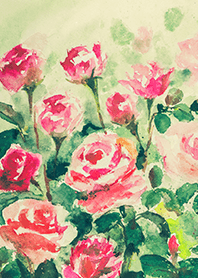 Beautiful rose flower(R4697)