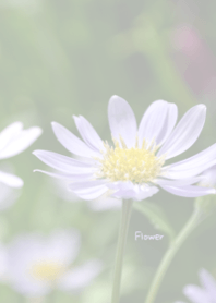 Flower Theme 16