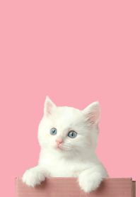 white cat,pink