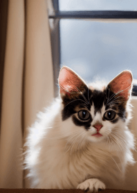 Nyanko Great Runaway#babvaj018